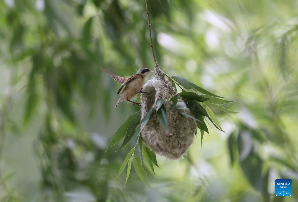 A Chinese penduline tit (Remiz consobrinus) builds its nest in a wetland in Fengnan District of Tangshan, north China's Hebei Province, June 22, 2026. (Photo: Xinhua)