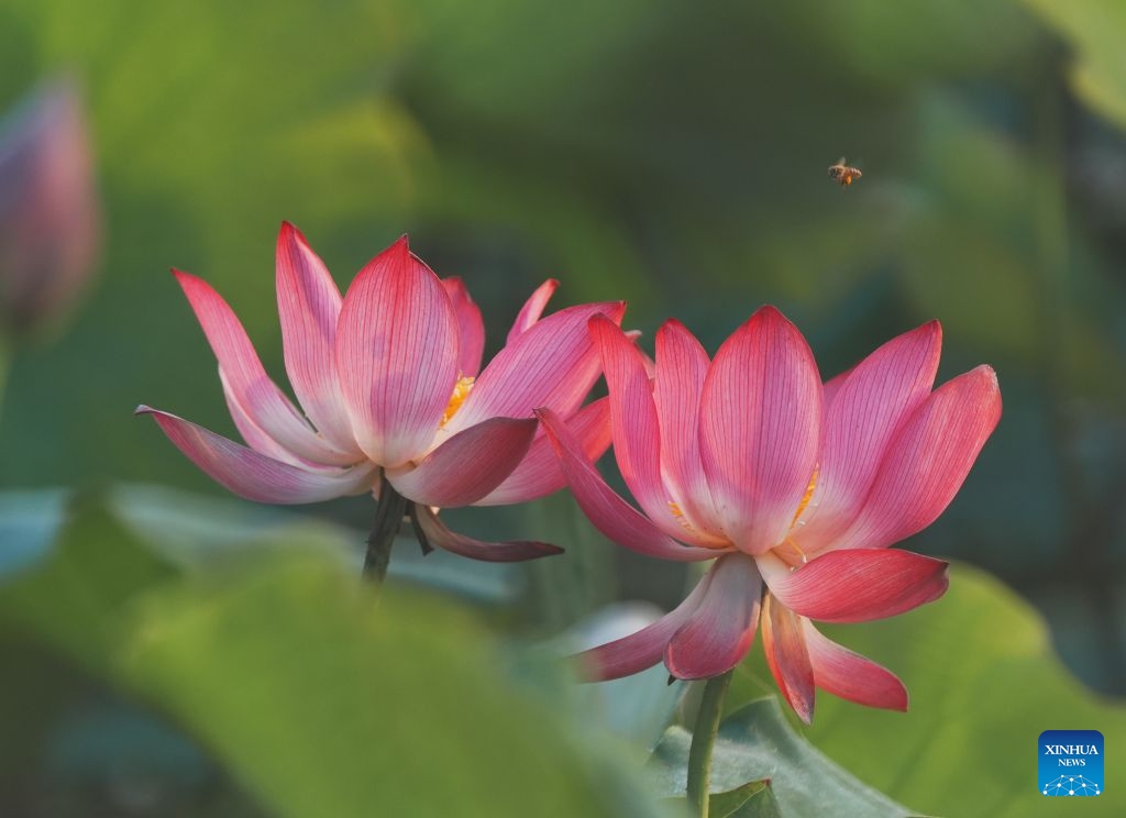 This photo taken on June 17, 2026 shows lotus flowers in Yanfeng District of Hengyang City, central China's Hunan Province. (Photo: Xinhua)