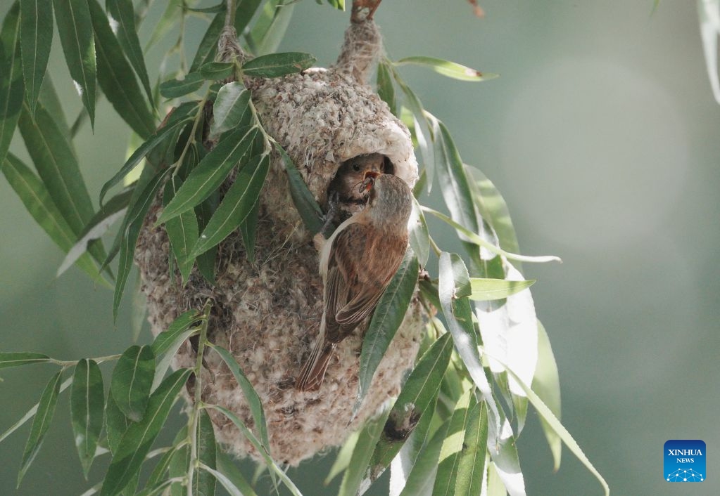 A Chinese penduline tit (Remiz consobrinus) feeds a chick in a wetland in Fengnan District of Tangshan, north China's Hebei Province, June 22, 2026. (Photo: Xinhua)