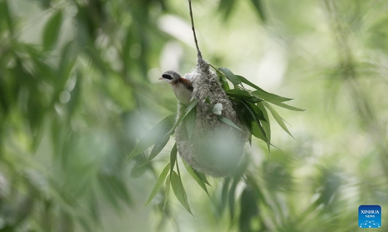 A Chinese penduline tit (Remiz consobrinus) looks out from its nest in a wetland in Fengnan District of Tangshan, north China's Hebei Province, June 22, 2026. (Photo: Xinhua)