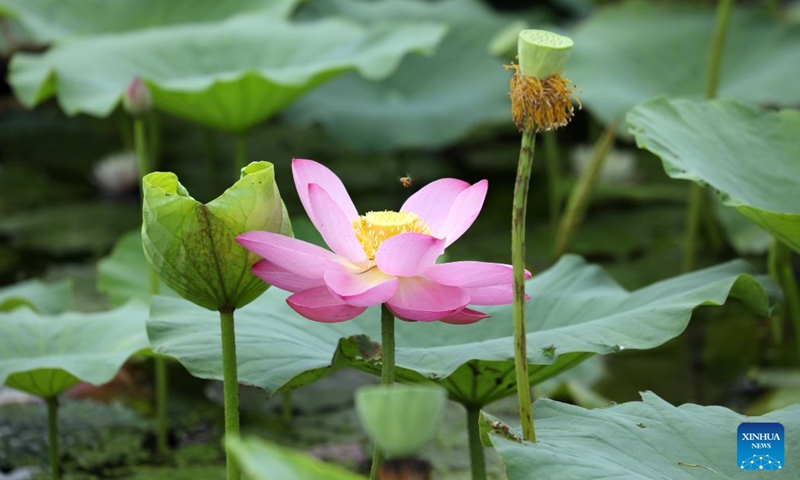 This photo taken on June 20, 2026 shows a lotus flower in Baoying County, east China's Jiangsu Province. (Photo: Xinhua)