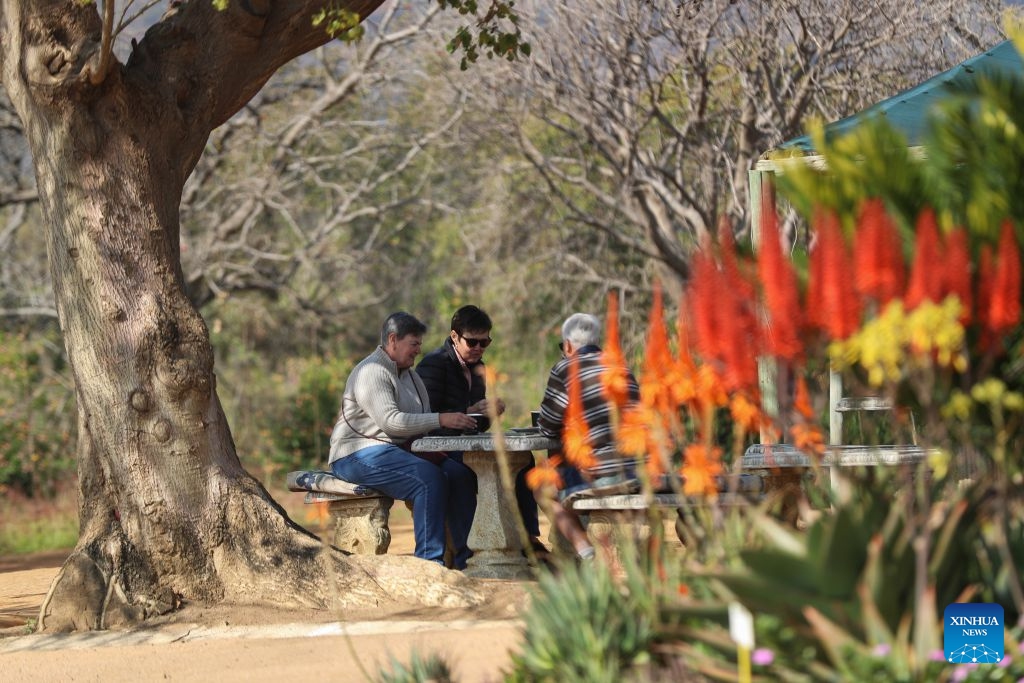 People enjoy themselves during the Aloe festival in North West Province, South Africa, June 23, 2026. The festival is held here from June 20 to July 7. (Photo: Xinhua)