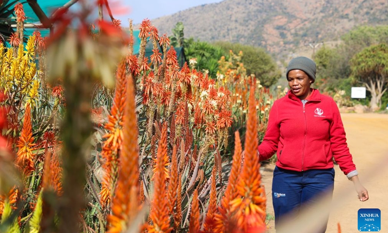 A staff member inspects aloe plants during the Aloe festival in North West Province, South Africa, June 23, 2026. The festival is held here from June 20 to July 7. (Photo: Xinhua)
