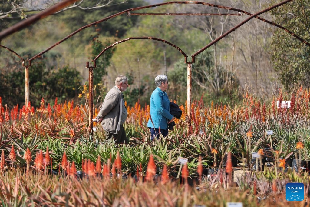 People view aloe plants during the Aloe festival in North West Province, South Africa, June 23, 2026. The festival is held here from June 20 to July 7. (Photo: Xinhua)