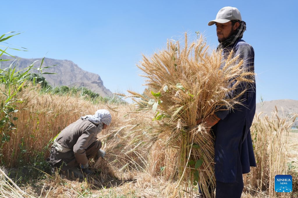 Farmers collect wheat in a field in Logar Province, Afghanistan, June 23, 2026. Local farmers are busy harvesting wheat. (Photo: Xinhua)