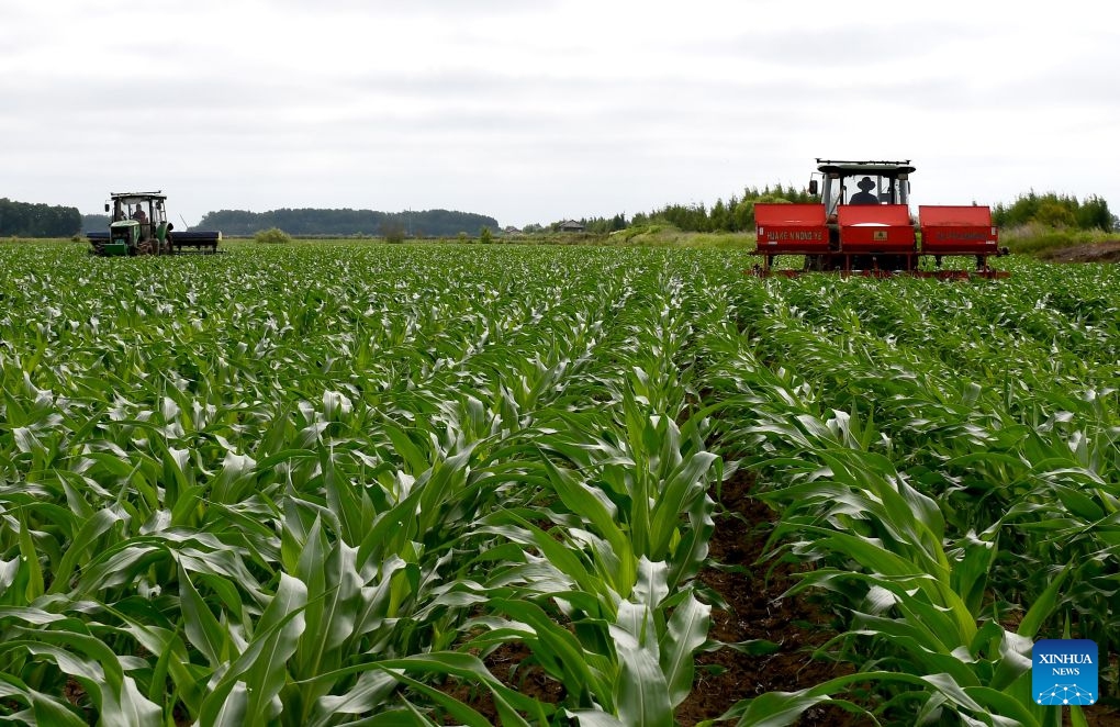 A drone photo taken on June 24, 2026 shows agricultural machines working at a corn field of Beidahuang Group in northeast China's Heilongjiang Province. The province's 257.9 million mu (17.19 million hectares) of arable land features 156 million mu (10.4 million hectares) of black soil, representing 56.1 percent of the total black soil in northeast China. In 2025, the grain output in Heilongjiang reached about 82 million tonnes, ranking first nationwide for 16 consecutive years. (Photo: Xinhua)
