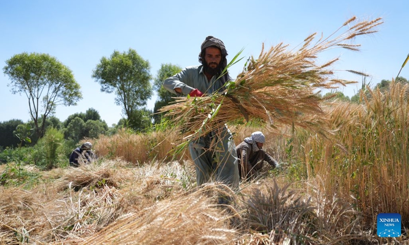 Farmers collect wheat in a field in Logar Province, Afghanistan, June 23, 2026. Local farmers are busy harvesting wheat. (Photo: Xinhua)