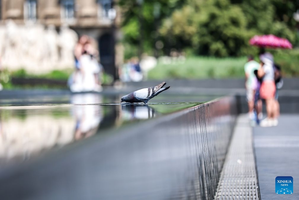 A pigeon drinks water by the pool amid a heatwave in Budapest, Hungary, June 24, 2026. Hungarian authorities on Tuesday extended a nationwide second-degree heat alert until midnight on June 26 and announced that the warning level would be raised to a third-degree, the highest level, from June 27 through June 30 as extreme temperatures persist across the country. (Photo: Xinhua)