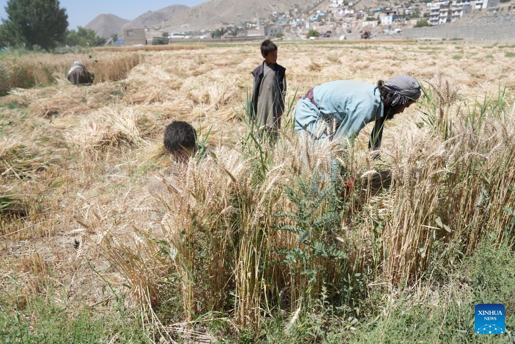 Farmers collect wheat in a field in Logar Province, Afghanistan, June 23, 2026. Local farmers are busy harvesting wheat. (Photo: Xinhua)