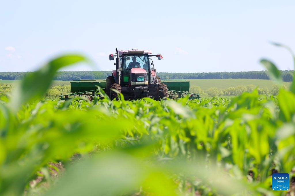 A farmer operates an agricultural machine at a corn field of Beidahuang Group in northeast China's Heilongjiang Province, June 23, 2026. The province's 257.9 million mu (17.19 million hectares) of arable land features 156 million mu (10.4 million hectares) of black soil, representing 56.1 percent of the total black soil in northeast China. In 2025, the grain output in Heilongjiang reached about 82 million tonnes, ranking first nationwide for 16 consecutive years. (Photo: Xinhua)