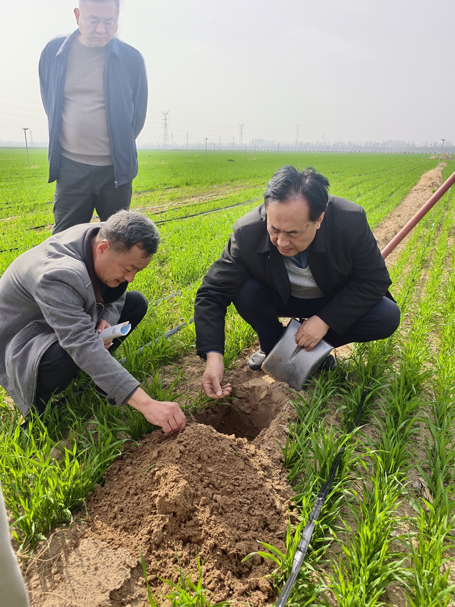 Liu Yansui and his research team member evaluate soil conditions in Lankao, Central China's Henan Province on April 16, 2026. Photo: Courtesy of Liu Yansui