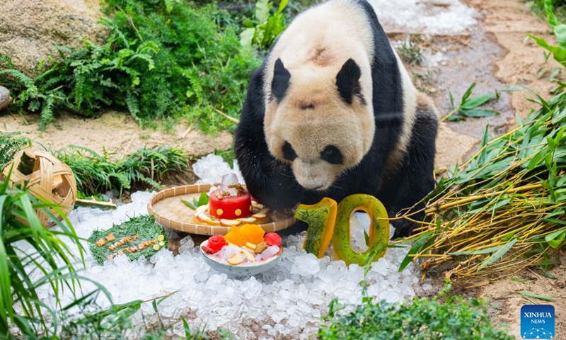 Giant panda Jian Jian enjoys a birthday cake in Macao, south China, June 26, 2026. Macao's Municipal Affairs Bureau held the 10th birthday celebration events for the giant panda twins Jian Jian and Kang Kang on Friday. (Photo: Xinhua)