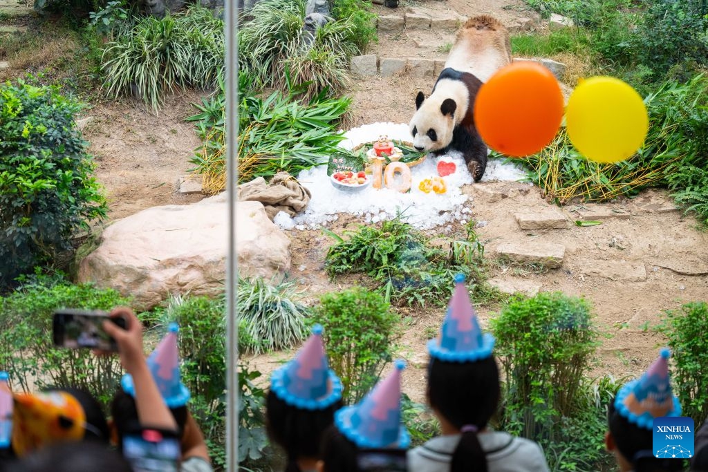 Giant panda Kang Kang enjoys a birthday cake in Macao, south China, June 26, 2026. Macao's Municipal Affairs Bureau held the 10th birthday celebration events for the giant panda twins Jian Jian and Kang Kang on Friday. (Photo: Xinhua)