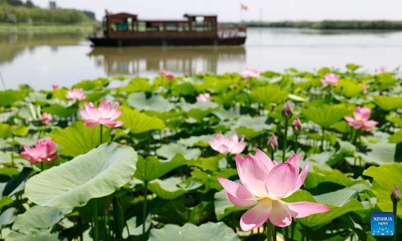 This photo taken on June 26, 2026 shows lotus flowers at the Mingcui Lake National Wetland Park in Yinchuan, northwest China's Ningxia Hui Autonomous Region. (Photo: Xinhua)