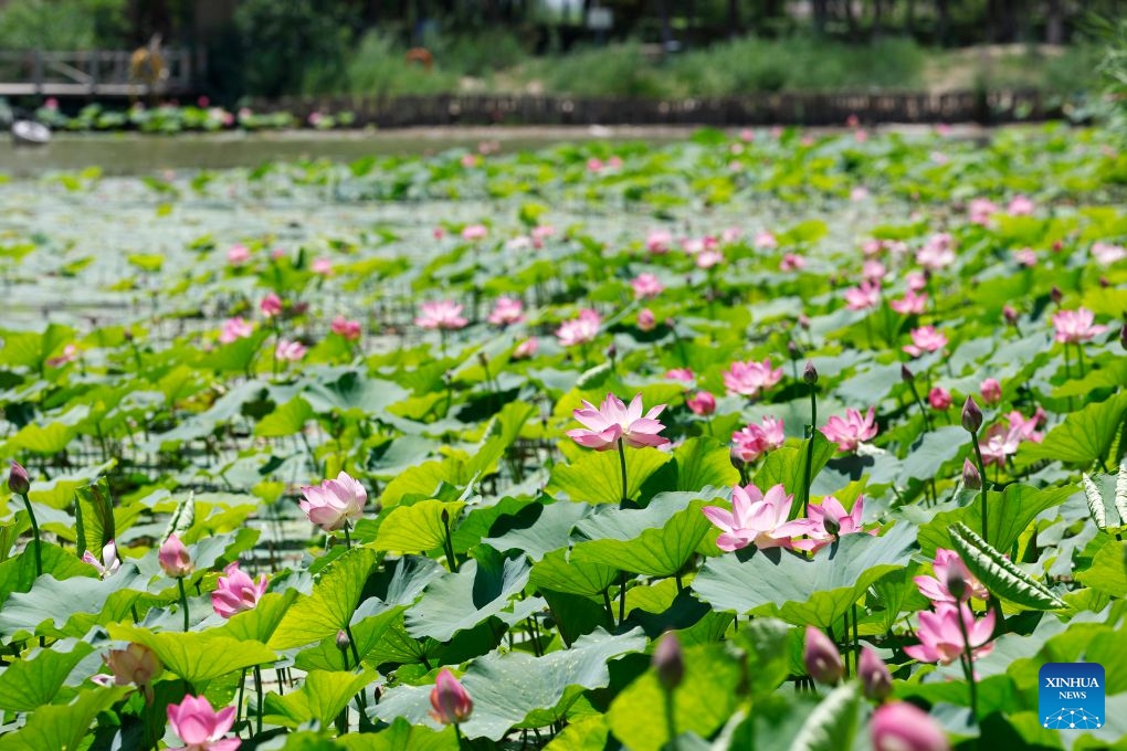 This photo taken on June 26, 2026 shows lotus flowers at the Mingcui Lake National Wetland Park in Yinchuan, northwest China's Ningxia Hui Autonomous Region. (Photo: Xinhua)