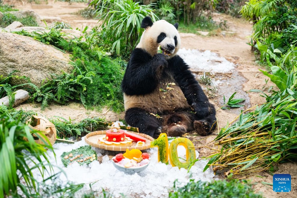 Giant panda Jian Jian enjoys bamboo in Macao, south China, June 26, 2026. Macao's Municipal Affairs Bureau held the 10th birthday celebration events for the giant panda twins Jian Jian and Kang Kang on Friday. (Photo: Xinhua)