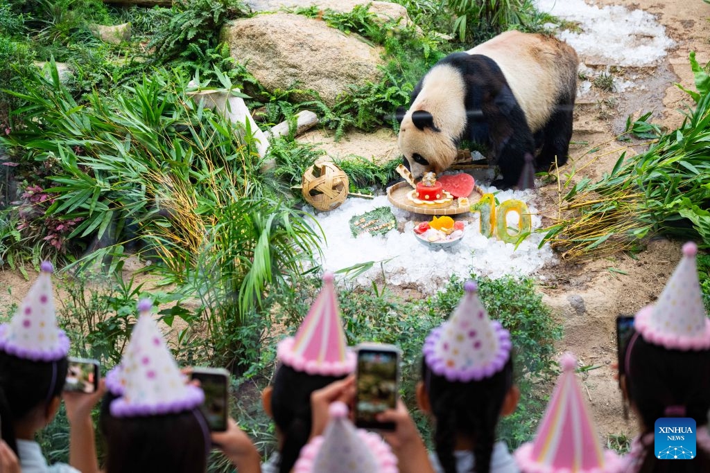 Giant panda Jian Jian enjoys a birthday cake in Macao, south China, June 26, 2026. Macao's Municipal Affairs Bureau held the 10th birthday celebration events for the giant panda twins Jian Jian and Kang Kang on Friday. (Photo: Xinhua)