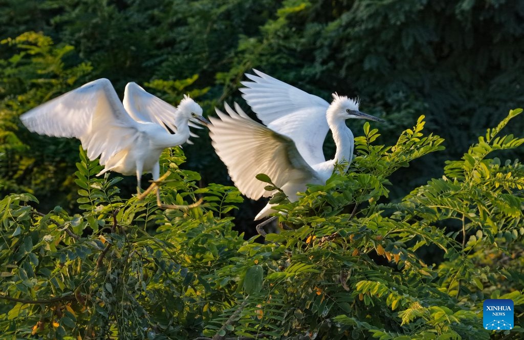 A drone photo taken on June 27, 2026 shows fledglings perching on a tree at a wetland in Heyang County, northwest China's Shaanxi Province. Midsummer is also a peak season for breeding among feathered inhabitants in the wetland. (Photo: Xinhua)