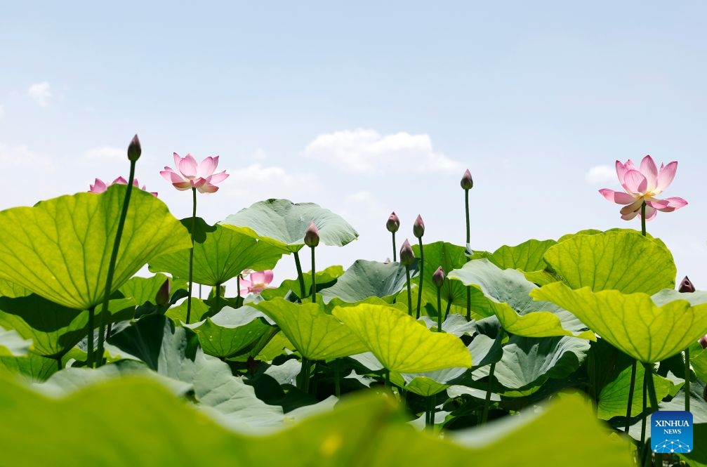 This photo taken on June 26, 2026 shows lotus flowers at the Mingcui Lake National Wetland Park in Yinchuan, northwest China's Ningxia Hui Autonomous Region. (Photo: Xinhua)