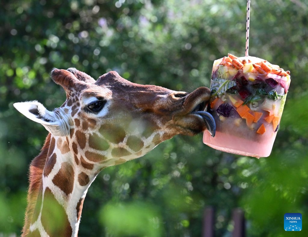 A giraffe licks frozen fruits at a zoological garden amid a heatwave in Rome, Italy, June 26, 2026. (Photo: Xinhua)