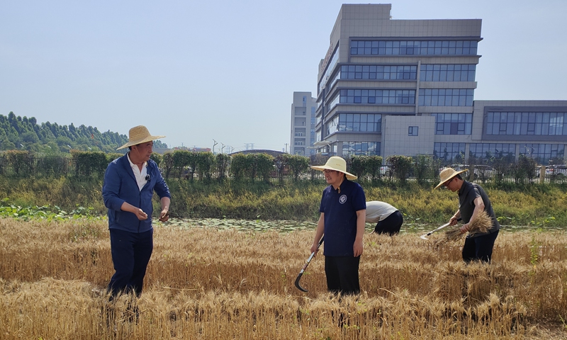 Liu Yansui leads his team in harvesting wheat at a geo-engineering demonstration base of the China Academy of Rural Vitalization on June 2, 2026. Photo: Courtesy of Liu Yansui