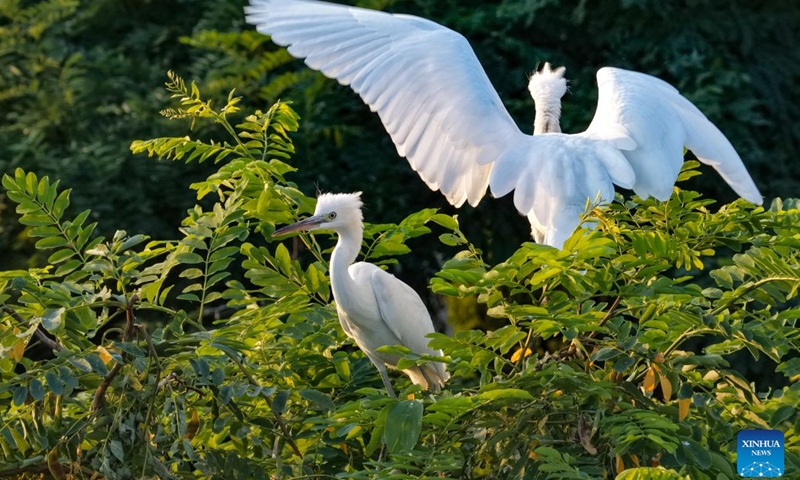 A drone photo taken on June 27, 2026 shows fledglings perching on a tree at a wetland in Heyang County, northwest China's Shaanxi Province. Midsummer is also a peak season for breeding among feathered inhabitants in the wetland. (Photo: Xinhua)