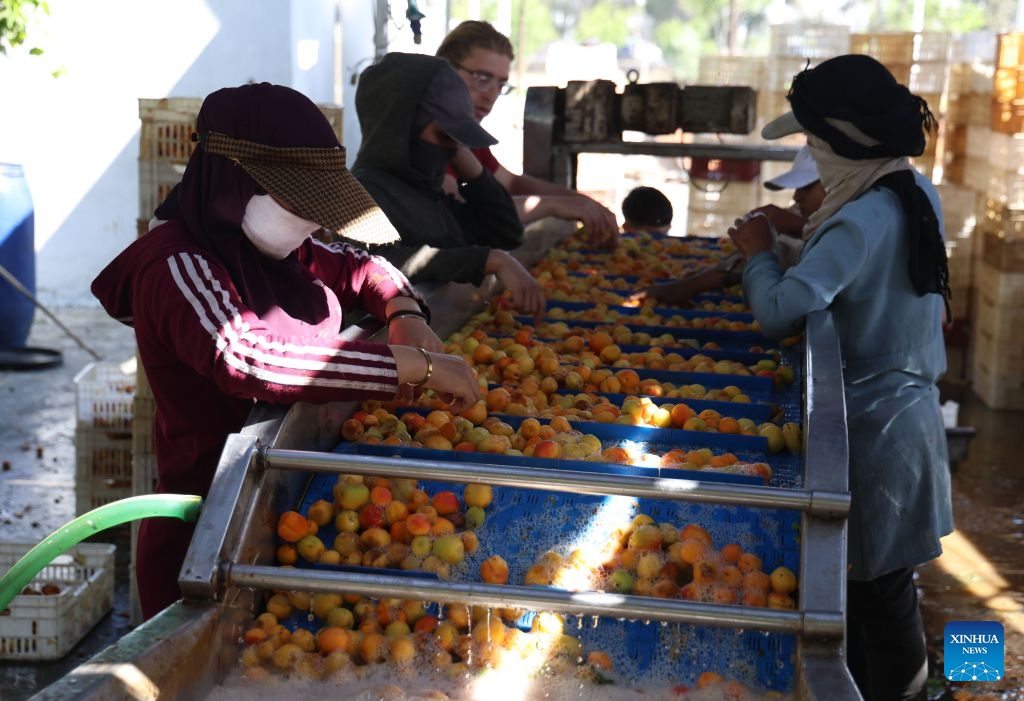 Syrian workers wash apricots for making Qamar al-Din, a traditional fruit sweet, at a workshop in the countryside of Damascus, Syria, on June 25, 2026. During the apricot harvest season, Qamar al-Din is produced by spreading the pressed apricot fruit puree onto wooden boards to dry naturally under the sun, a traditional process that has been practiced in Syria for generations. (Photo: Xinhua)