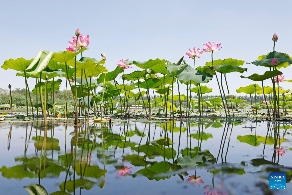 This photo taken on June 26, 2026 shows lotus flowers at the Mingcui Lake National Wetland Park in Yinchuan, northwest China's Ningxia Hui Autonomous Region. (Photo: Xinhua)