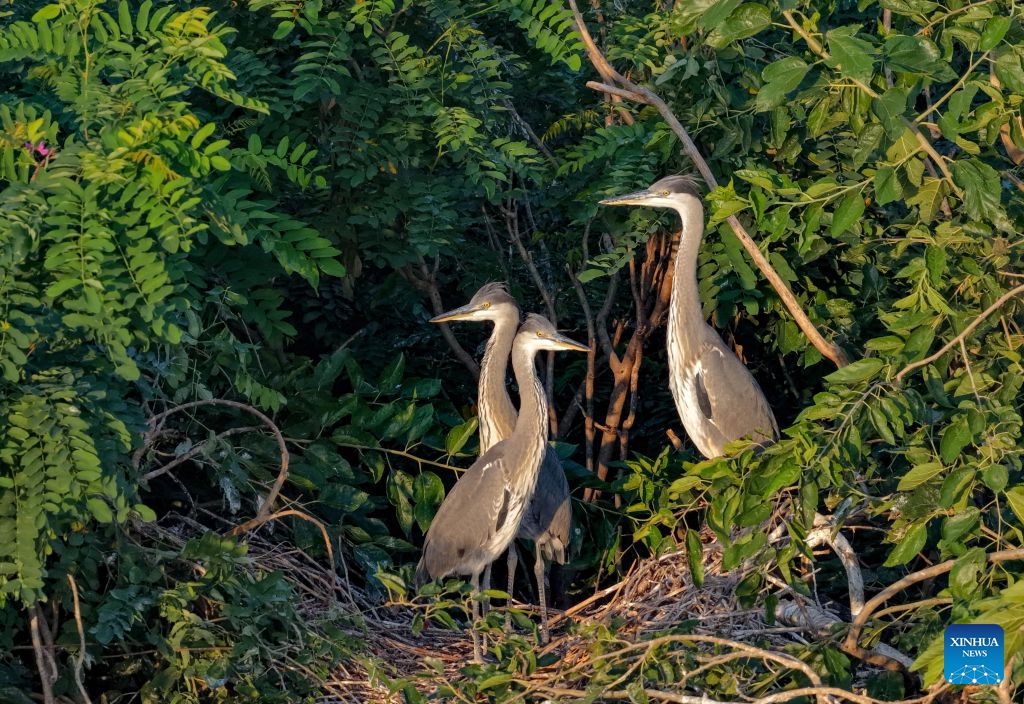 A drone photo taken on June 27, 2026 shows grey herons resting in their nest at a wetland in Heyang County, northwest China's Shaanxi Province. Midsummer is also a peak season for breeding among feathered inhabitants in the wetland. (Photo: Xinhua)