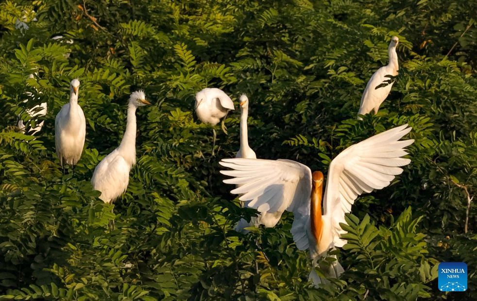 A drone photo taken on June 27, 2026 shows fledglings perching on a tree at a wetland in Heyang County, northwest China's Shaanxi Province. Midsummer is also a peak season for breeding among feathered inhabitants in the wetland. (Photo: Xinhua)