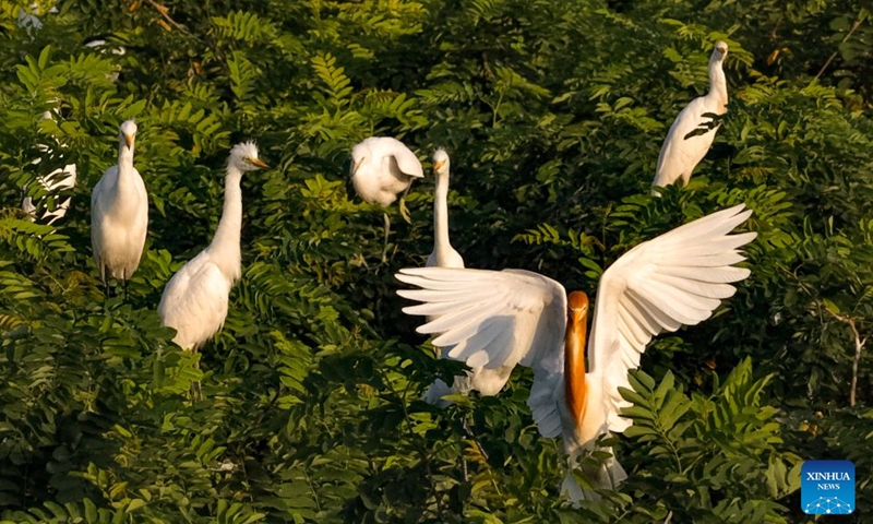 A drone photo taken on June 27, 2026 shows fledglings perching on a tree at a wetland in Heyang County, northwest China's Shaanxi Province. Midsummer is also a peak season for breeding among feathered inhabitants in the wetland. (Photo by Zhao Xiaogang/Xinhua)

