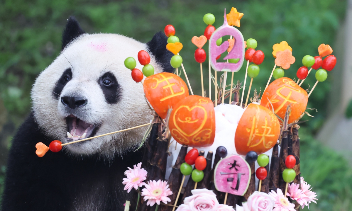 Giant panda Qiying celebrates her 2nd birthday at Chongqing Zoo on June 28, 2026. The zoo prepared a stunning flower avenue and a special fruit and vegetable cake for the event, attracting crowds of fans and visitors to join in the birthday celebration. Photo: VCG