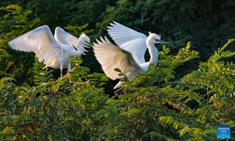 A drone photo taken on June 27, 2026 shows fledglings perching on a tree at a wetland in Heyang County, northwest China's Shaanxi Province. Midsummer is also a peak season for breeding among feathered inhabitants in the wetland. (Photo by Zhao Xiaogang/Xinhua)

