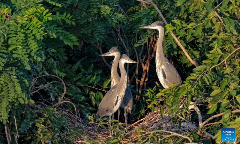 A drone photo taken on June 27, 2026 shows grey herons resting in their nest at a wetland in Heyang County, northwest China's Shaanxi Province. Midsummer is also a peak season for breeding among feathered inhabitants in the wetland. (Photo by Zhao Xiaogang/Xinhua)

