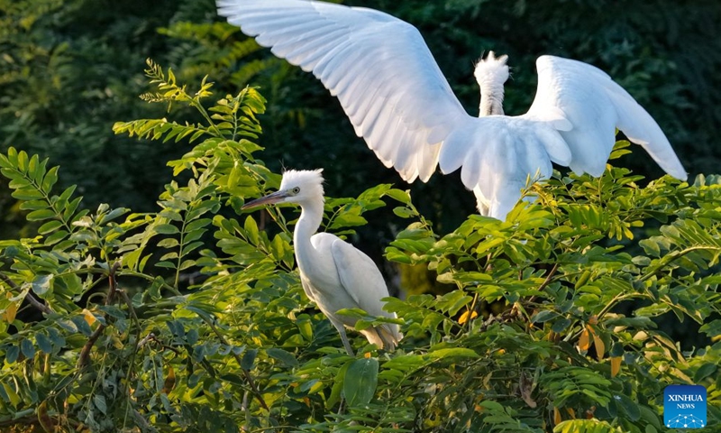 A drone photo taken on June 27, 2026 shows fledglings perching on a tree at a wetland in Heyang County, northwest China's Shaanxi Province. Midsummer is also a peak season for breeding among feathered inhabitants in the wetland. (Photo by Zhao Xiaogang/Xinhua)

