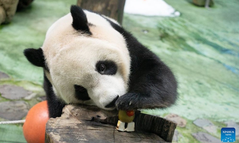 Giant panda Yuanbao is seen during a birthday party at Taipei Zoo in Taipei, southeast China's Taiwan, June 28, 2026. Taipei Zoo on Sunday celebrated the sixth birthday of Yuanbao, the youngest offspring of a pair of giant pandas presented by the mainland to Taiwan in 2008. (Taipei Zoo/Handout via Xinhua)

