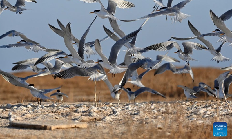 Seabirds are pictured on Kubbar Island in Kuwait, June 27, 2026. During the summer breeding season, large numbers of seabirds gather on the country's islands and coastal mudflats for nesting and roosting. (Photo by Asad/Xinhua)

