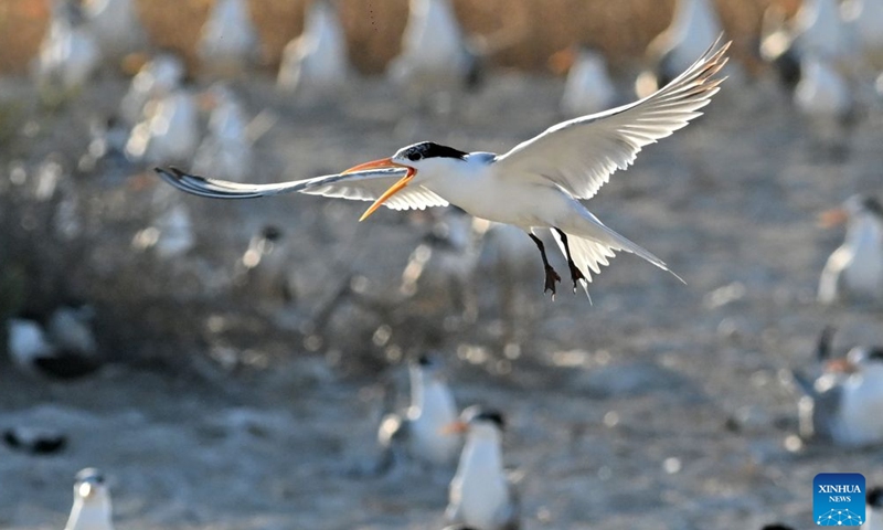 A seabird is pictured on Kubbar Island in Kuwait, June 27, 2026. During the summer breeding season, large numbers of seabirds gather on the country's islands and coastal mudflats for nesting and roosting. (Photo by Asad/Xinhua)

