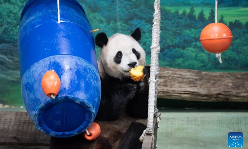 Giant panda Yuanbao has food during a birthday party at Taipei Zoo in Taipei, southeast China's Taiwan, June 28, 2026. Taipei Zoo on Sunday celebrated the sixth birthday of Yuanbao, the youngest offspring of a pair of giant pandas presented by the mainland to Taiwan in 2008. (Taipei Zoo/Handout via Xinhua)


