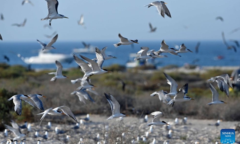 Seabirds are pictured on Kubbar Island in Kuwait, June 27, 2026. During the summer breeding season, large numbers of seabirds gather on the country's islands and coastal mudflats for nesting and roosting. (Photo by Asad/Xinhua)

