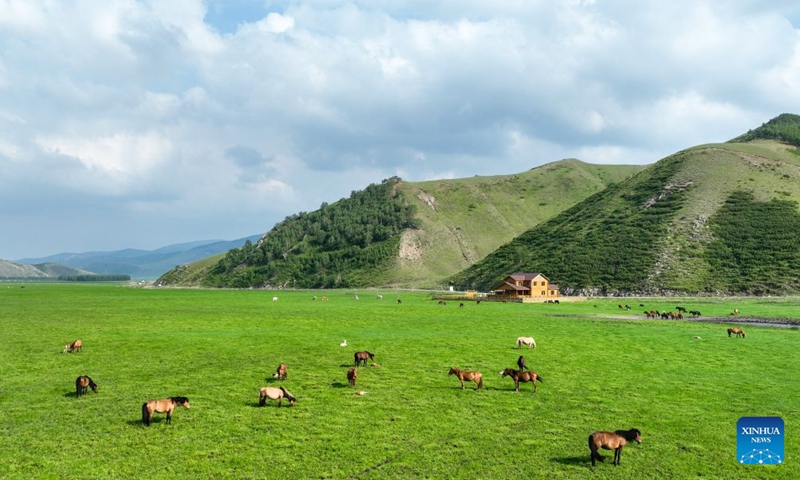 An aerial drone photo taken on June 28, 2026 shows horses at the Wulanmaodu pasture in Horqin Right Wing Front Banner, Hinggan League, north China's Inner Mongolia Autonomous Region. (Xinhua/Bei He)

