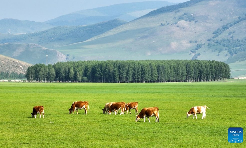 A drone photo taken on June 28, 2026 shows cattle at the Wulanmaodu pasture in Horqin Right Wing Front Banner, Hinggan League, north China's Inner Mongolia Autonomous Region. (Xinhua/Bei He)

