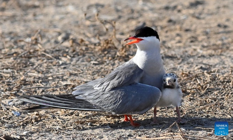 A seabird is pictured with a baby bird on Kubbar Island in Kuwait, June 27, 2026. During the summer breeding season, large numbers of seabirds gather on the country's islands and coastal mudflats for nesting and roosting. (Photo by Asad/Xinhua)

