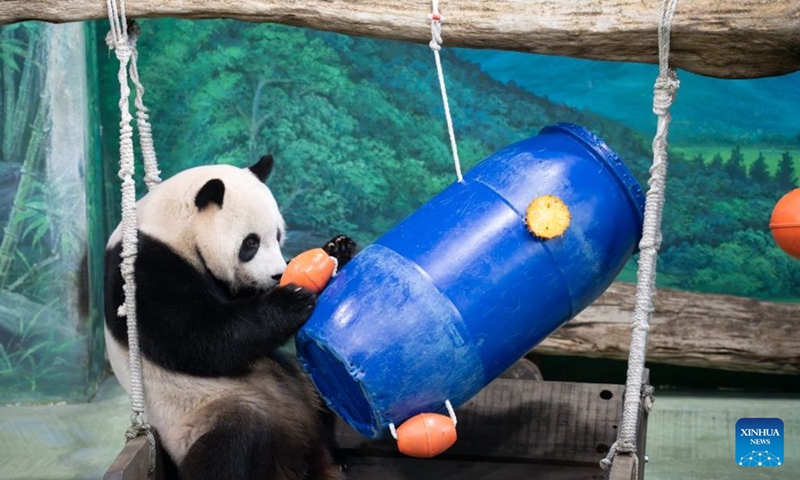 Giant panda Yuanbao is seen during a birthday party at Taipei Zoo in Taipei, southeast China's Taiwan, June 28, 2026. Taipei Zoo on Sunday celebrated the sixth birthday of Yuanbao, the youngest offspring of a pair of giant pandas presented by the mainland to Taiwan in 2008. (Taipei Zoo/Handout via Xinhua)

