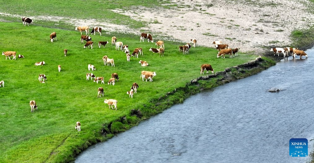 An aerial drone photo taken on June 28, 2026 shows cattle at the Wulanmaodu pasture in Horqin Right Wing Front Banner, Hinggan League, north China's Inner Mongolia Autonomous Region. (Xinhua/Bei He)

