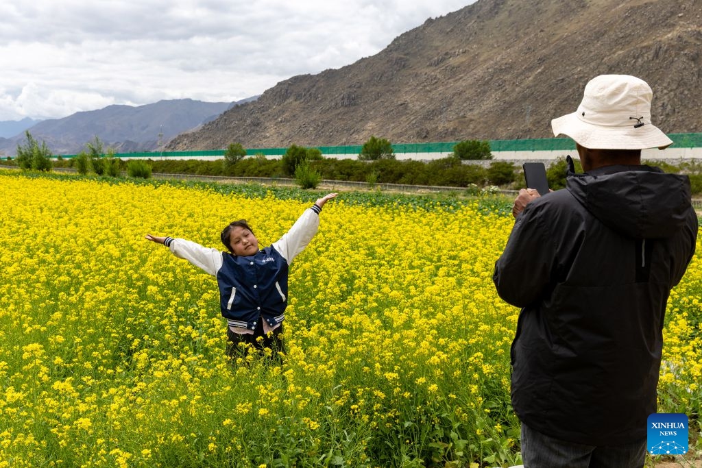 Pasang Tsering takes photos of his daughter among cole flower blossoms in Gurum Township of Lhasa, southwest China's Xizang Autonomous Region, June 20, 2026. (Photo: Xinhua)