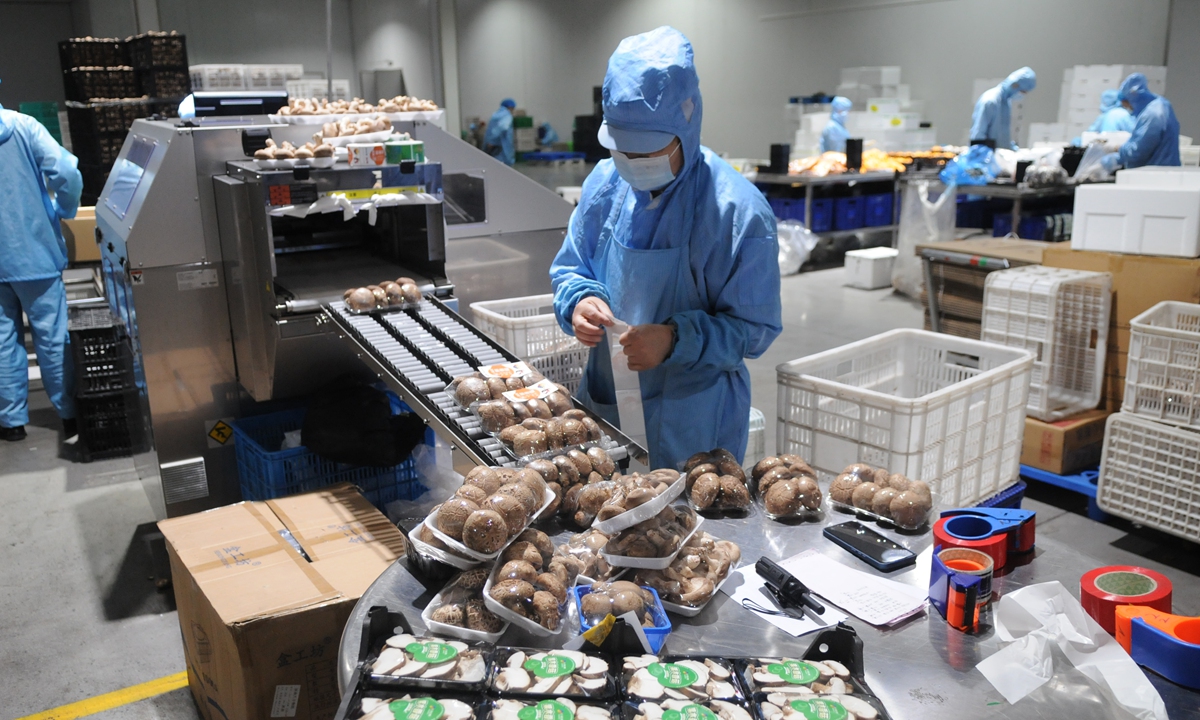 Workers sort and package mushrooms at a facility in Zibo, East China's Shandong Province, on June 30, 2026. The mushroom cultivation and processing industry has grown into a distinctive agricultural sector, with premium mushroom products now serving as a crucial supply chain pillar for supermarkets, restaurants and food processing businesses nationwide. Photo: VCG