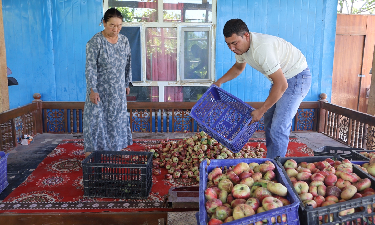 Hojiaabudula and his family carry peaches in the greenhouse beside the orchard in Hotan Prefecture, Xinjiang Uygur Autonomous Region, on June 24, 2026. Photo: Lin Xiaoyi/GT