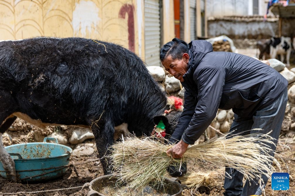 Pasang Tsering feeds his yak at home in Gurum Township of Lhasa, southwest China's Xizang Autonomous Region, June 20, 2026. (Photo: Xinhua)