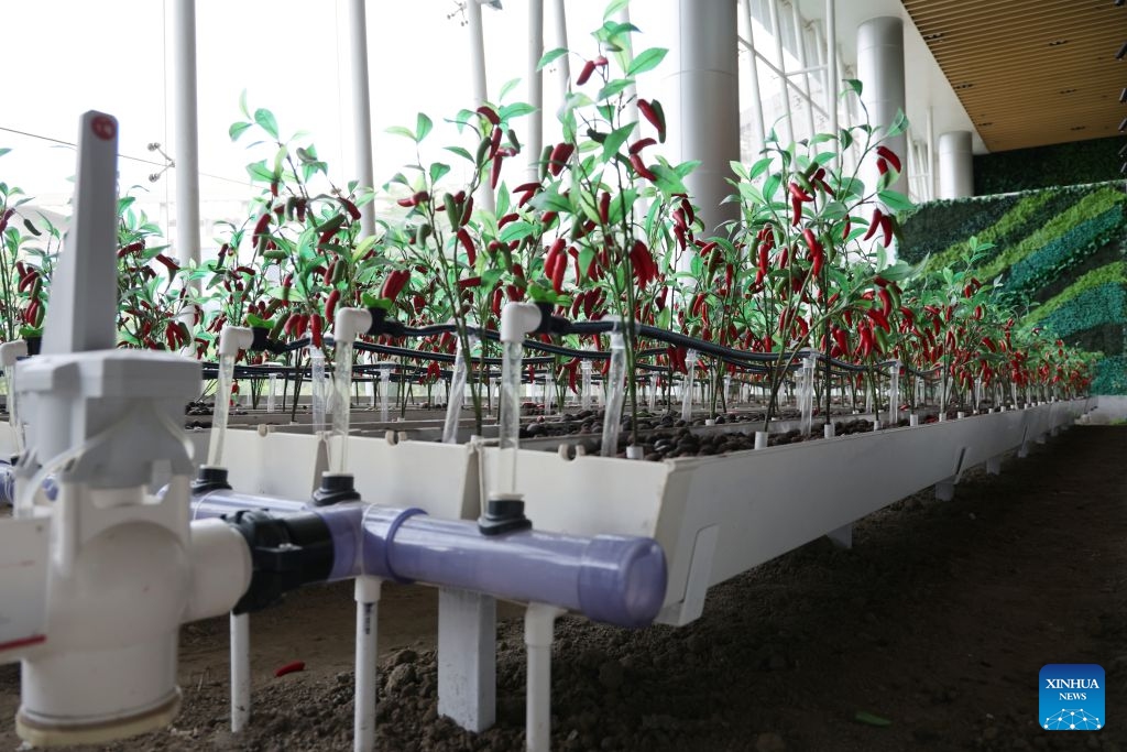 This photo taken on June 29, 2026 shows a smart agriculture management system developed by XAG, an agritech robot maker, in Guangzhou, south China's Guangdong Province, June 29, 2026. XAG, founded in 2007, is committed to empowering agriculture with robotics, artificial intelligence and new energy technologies. (Photo: Xinhua)